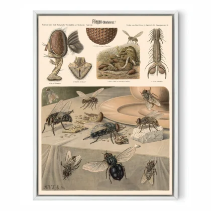Insect Wall Art – Flies Print by Albert Kull