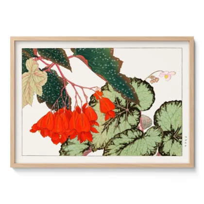 Japanese Begonia Botanical Print by Tanigami Konan