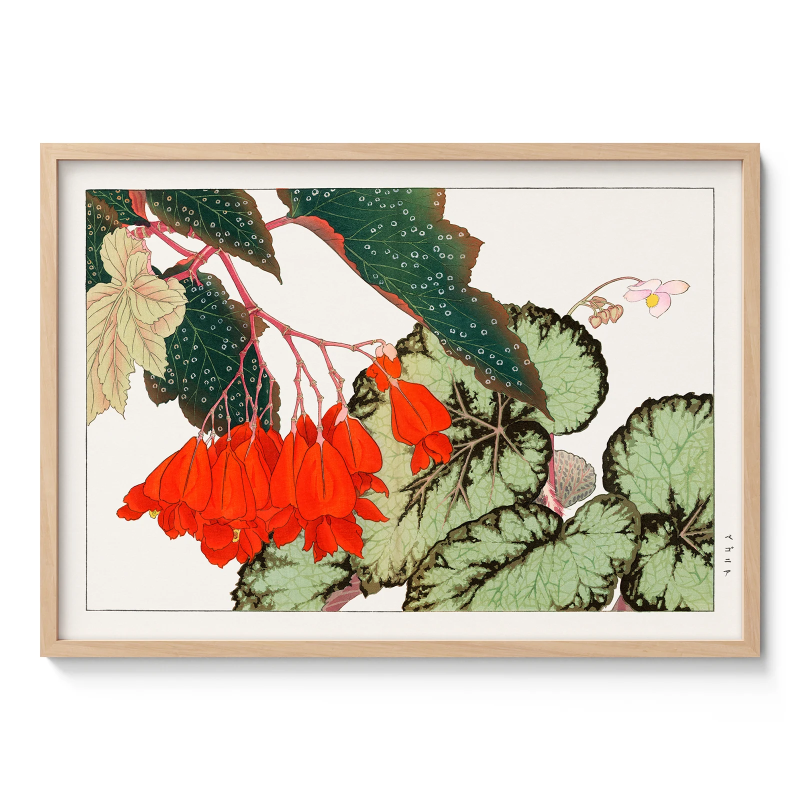 Japanese Begonia Botanical Print by Tanigami Konan