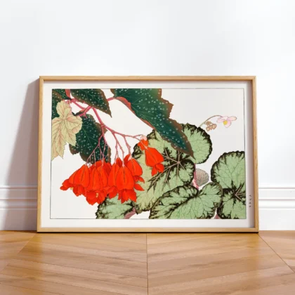 Japanese Begonia Botanical Print by Tanigami Konan