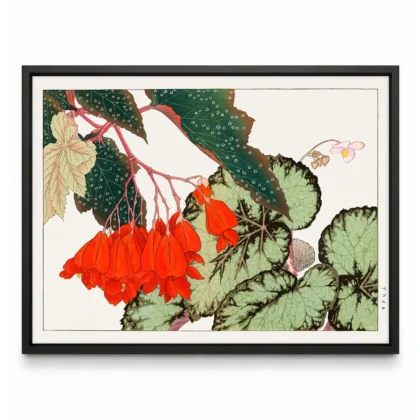 Japanese Begonia Botanical Print by Tanigami Konan