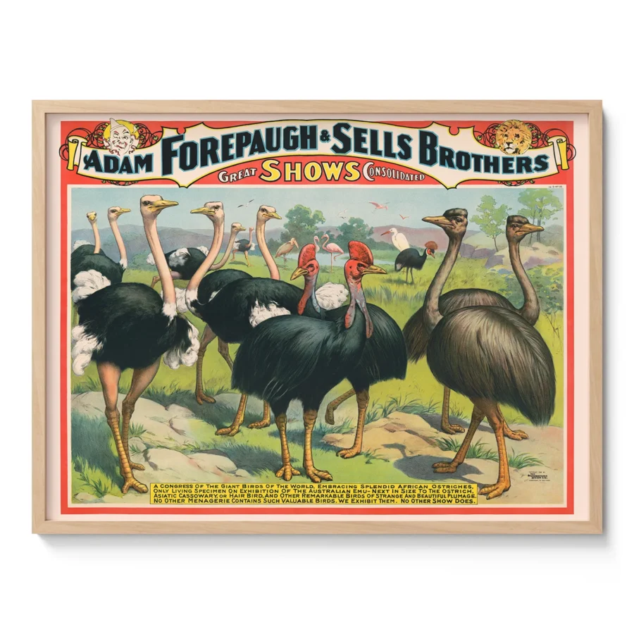 Ostrich Circus Wall Art – Adam Forepaugh & Sells Brothers