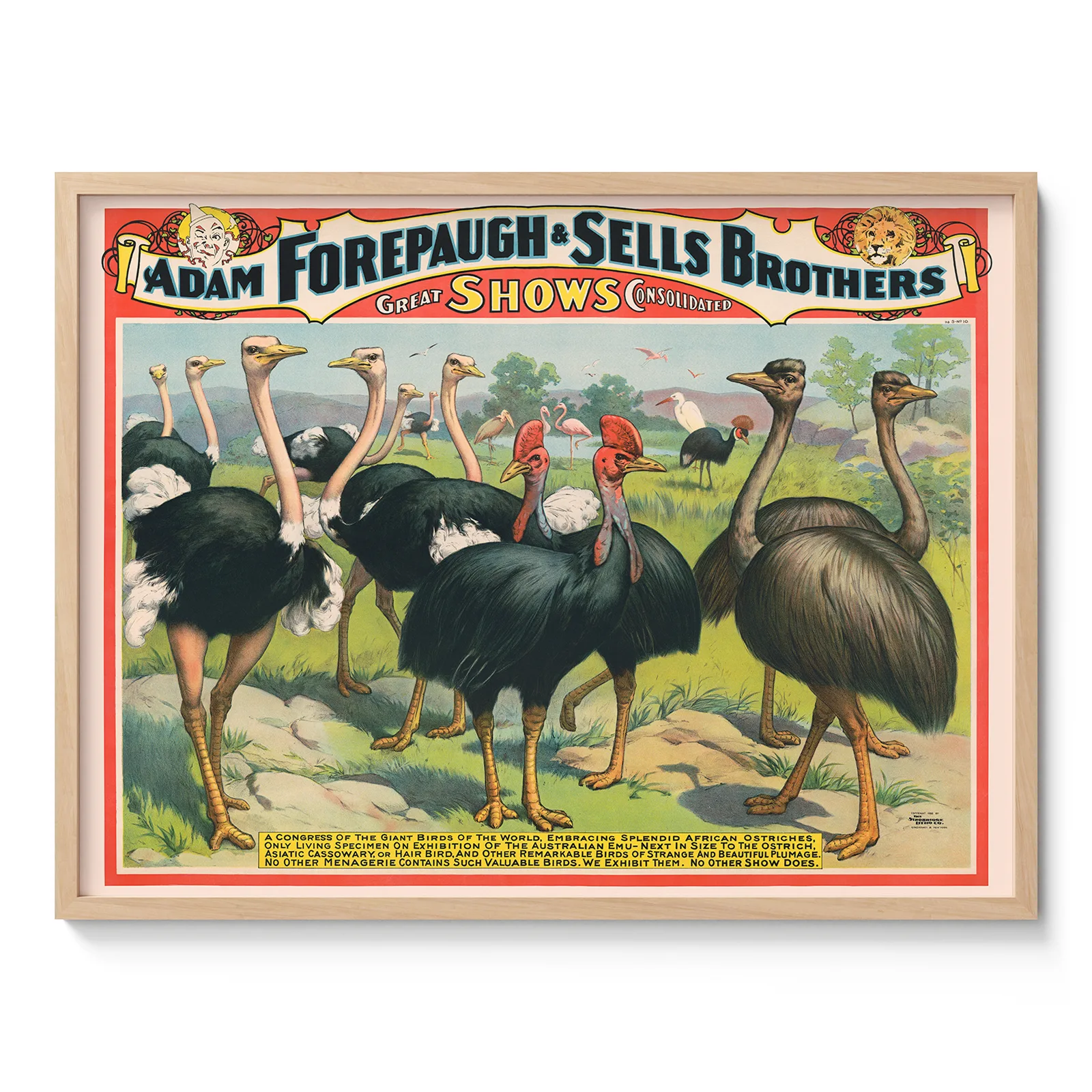Ostrich Circus Wall Art – Adam Forepaugh & Sells Brothers