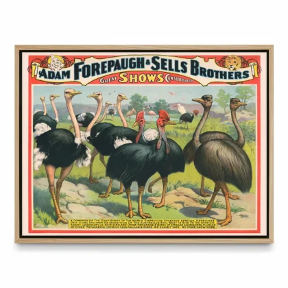 Ostrich Circus Wall Art – Adam Forepaugh & Sells Brothers