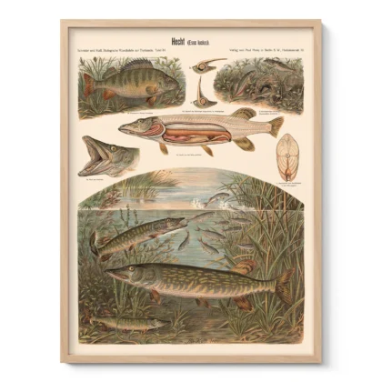 Pike Fish Wall Art – Vintage Print by Albert Kull