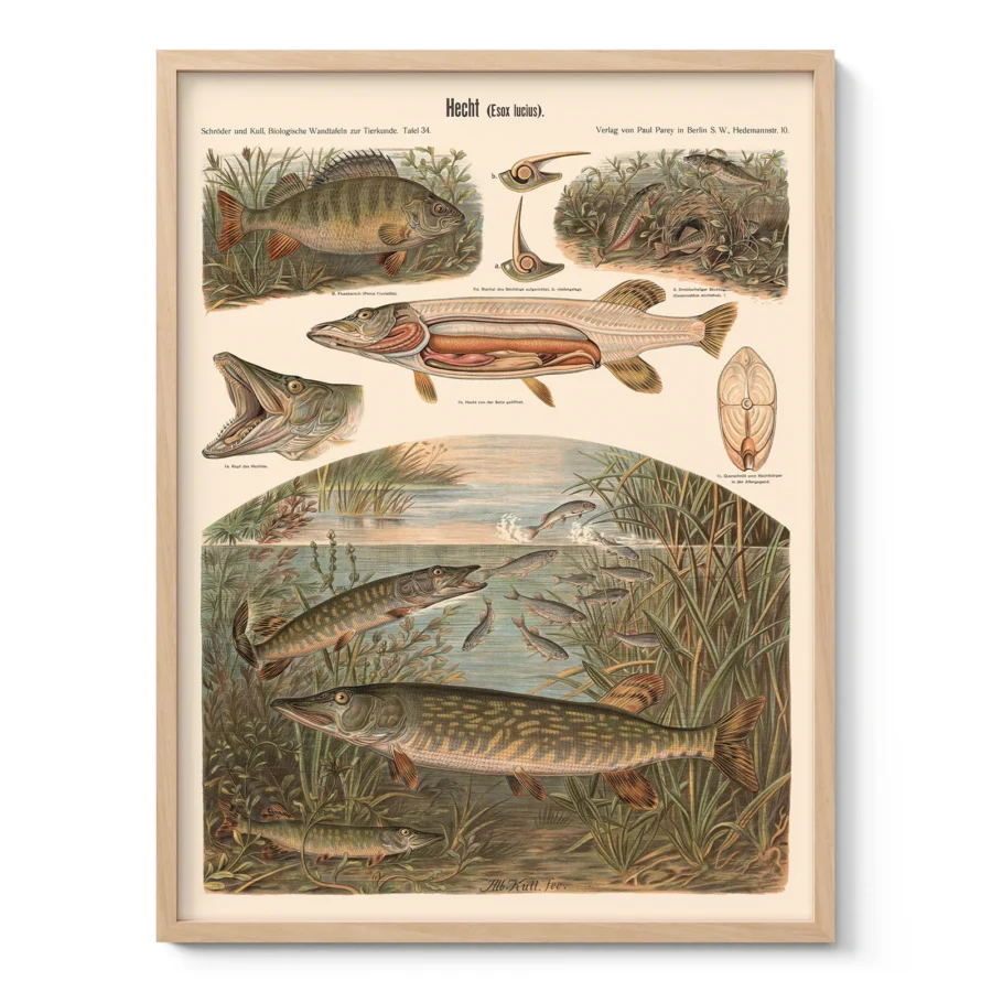 Pike Fish Wall Art – Vintage Print by Albert Kull