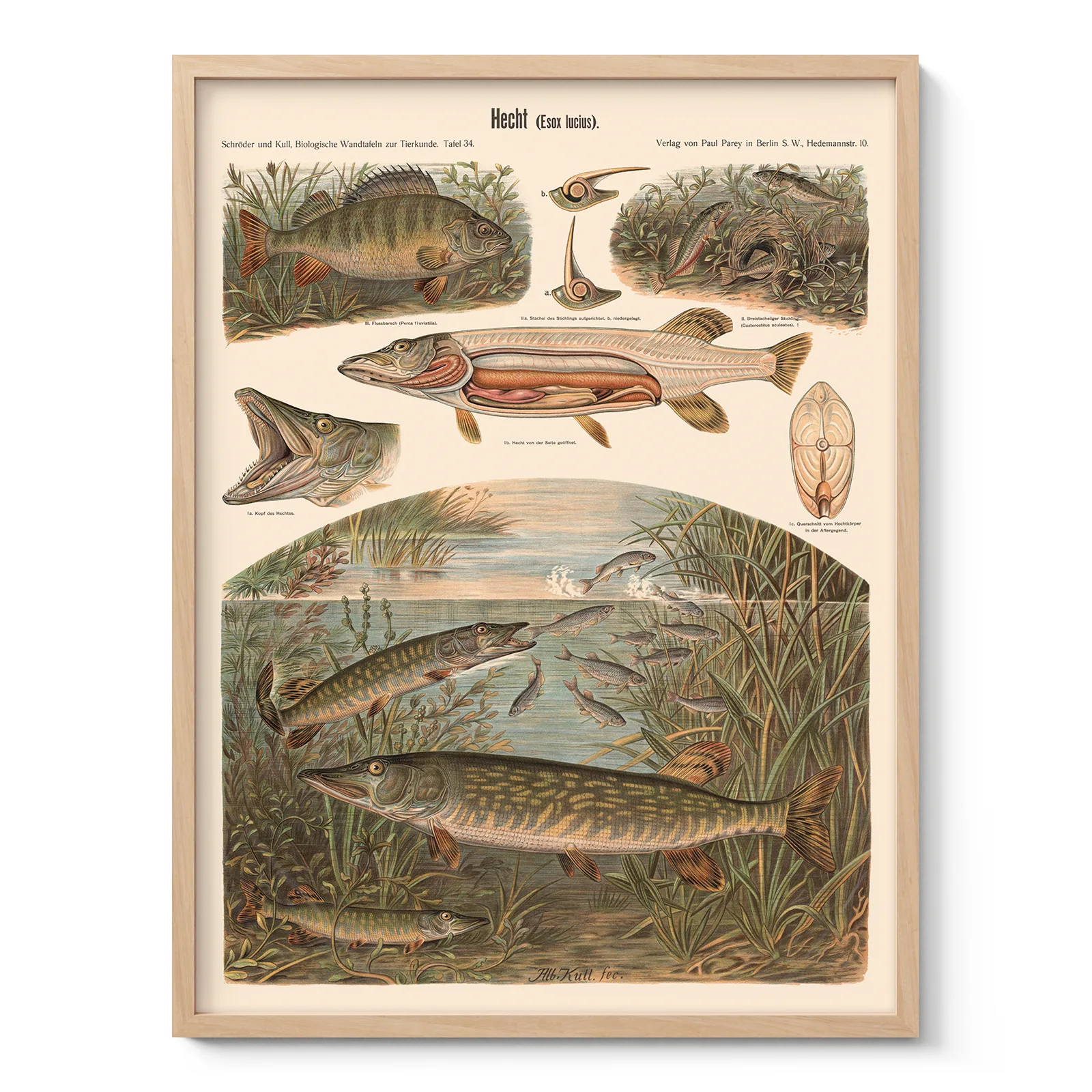 Pike Fish Wall Art – Vintage Print by Albert Kull