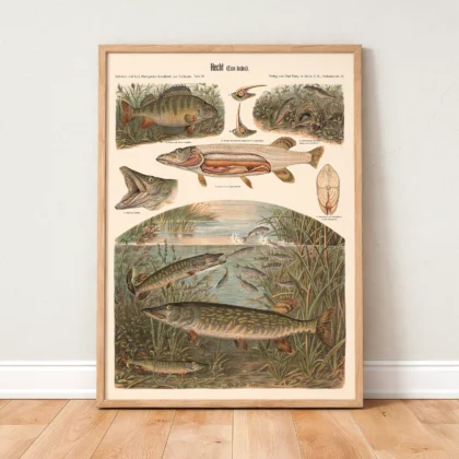 Pike Fish Wall Art – Vintage Print by Albert Kull