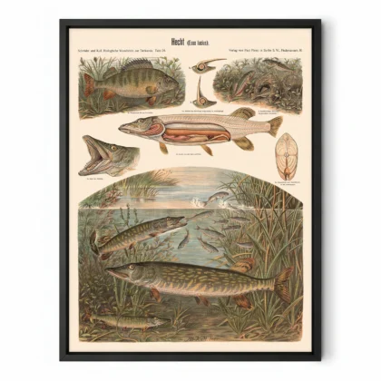 Pike Fish Wall Art – Vintage Print by Albert Kull