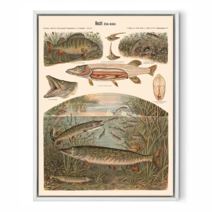 Pike Fish Wall Art – Vintage Print by Albert Kull
