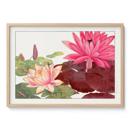Pink Water Lilies – Japanese Botanical Print by Tanigami Konan