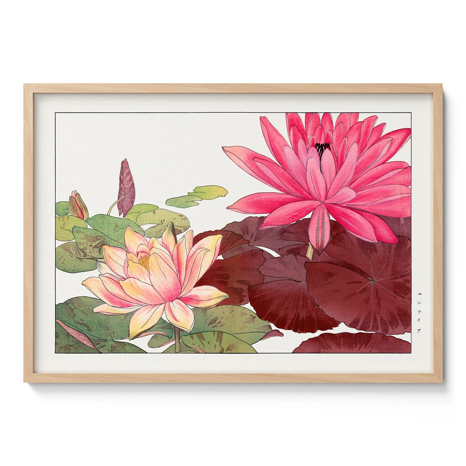 Pink Water Lilies – Japanese Botanical Print by Tanigami Konan