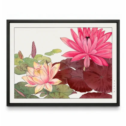 Pink Water Lilies – Japanese Botanical Print by Tanigami Konan