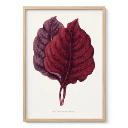 Vintage Amaranth Botanical Art Print
