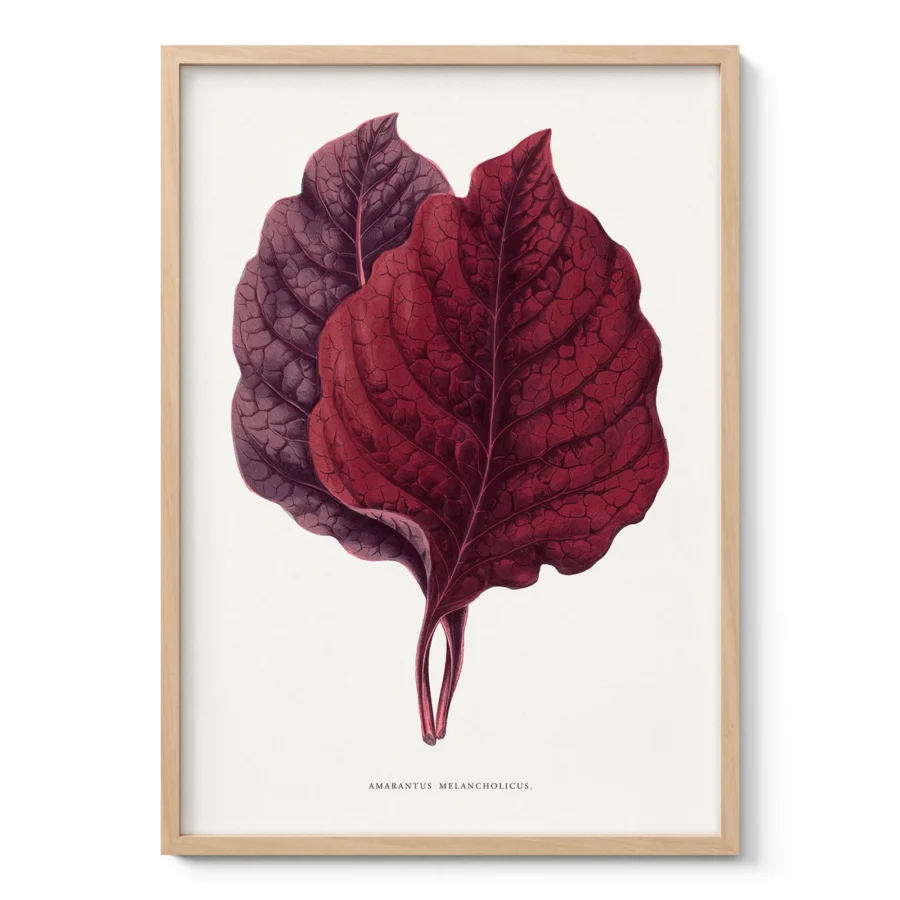 Vintage Amaranth Botanical Art Print