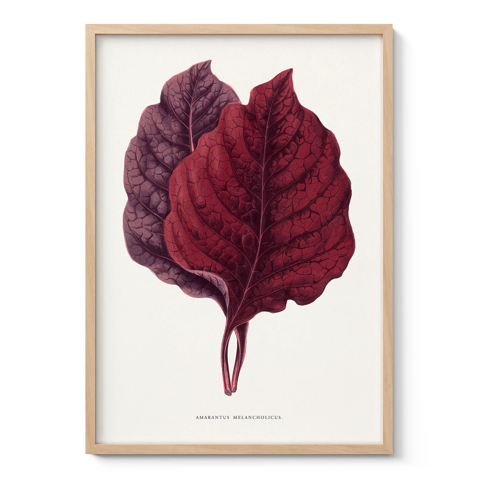 Vintage Amaranth Botanical Art Print