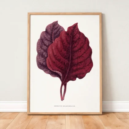 Vintage Amaranth Botanical Art Print