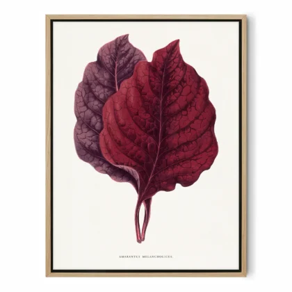 Vintage Amaranth Botanical Art Print