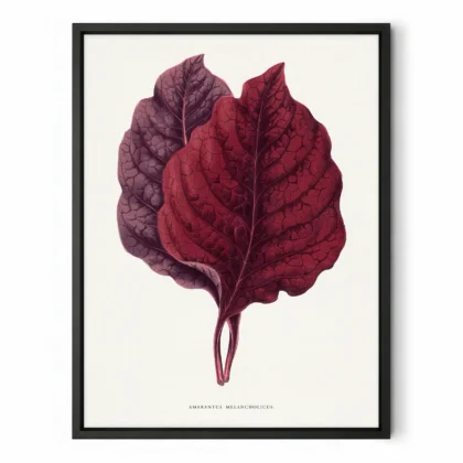Vintage Amaranth Botanical Art Print