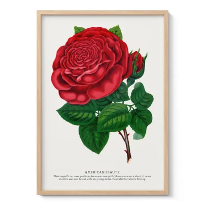 Vintage American Beauty Rose Botanical Print
