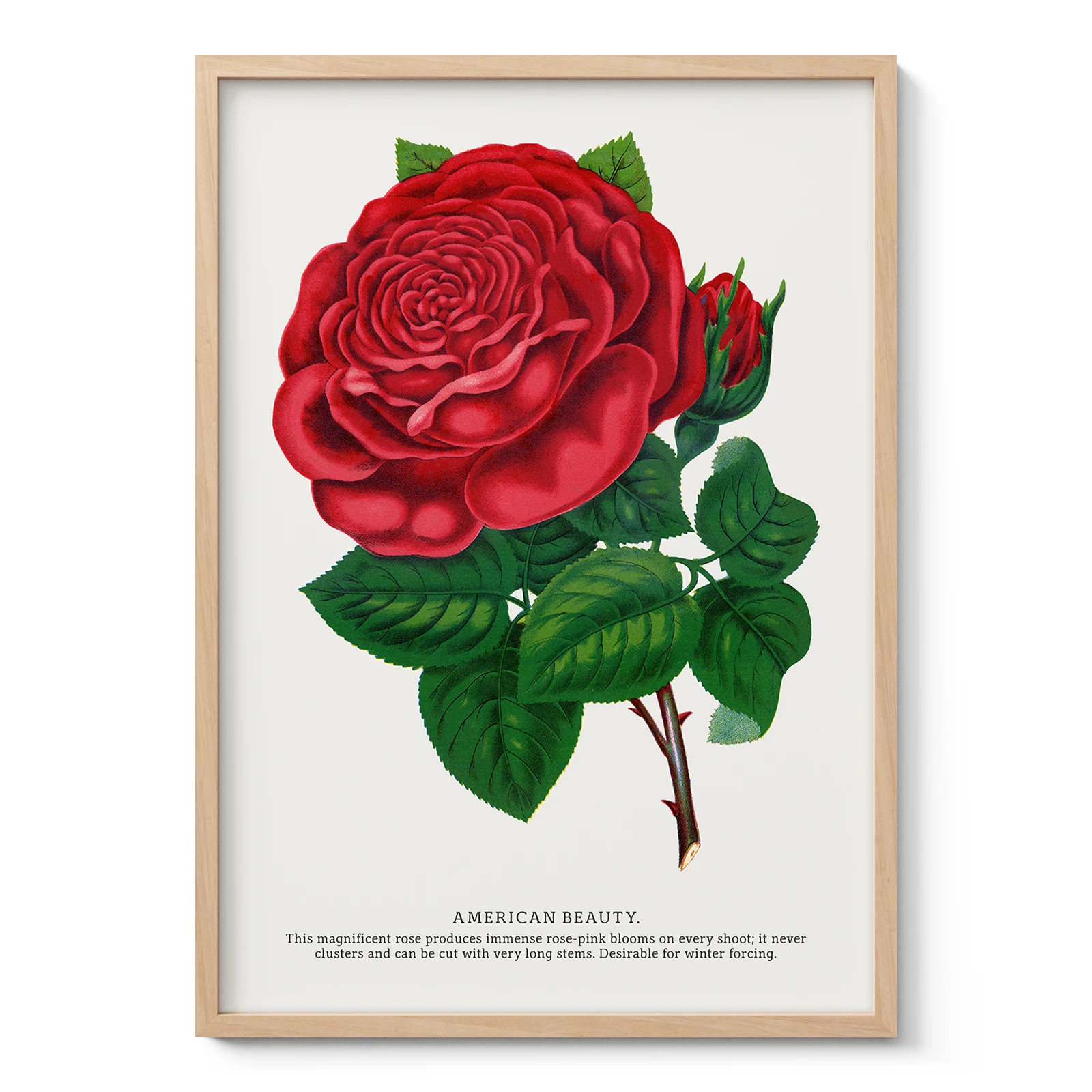 Vintage American Beauty Rose Botanical Print
