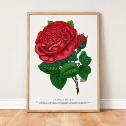 Vintage American Beauty Rose Botanical Print