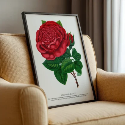 Vintage American Beauty Rose Botanical Print