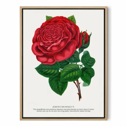 Vintage American Beauty Rose Botanical Print