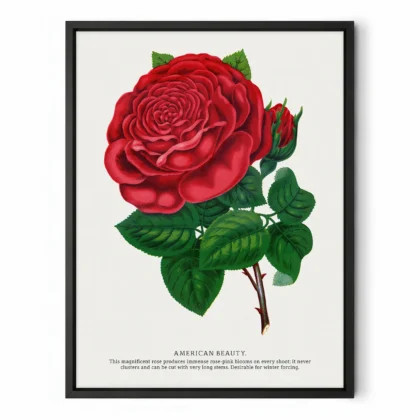 Vintage American Beauty Rose Botanical Print
