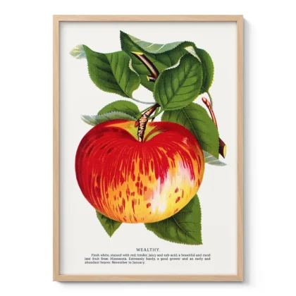 Vintage Apple Botanical Print – Wealthy Variety