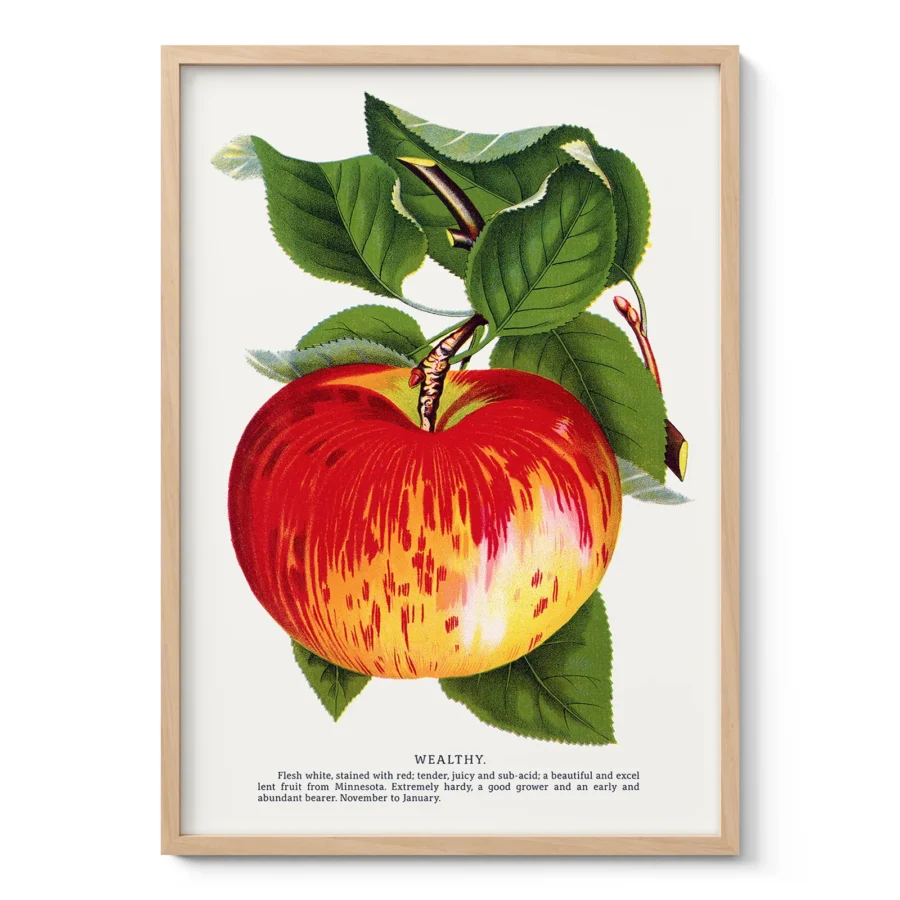 Vintage Apple Botanical Print – Wealthy Variety