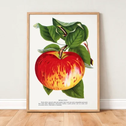Vintage Apple Botanical Print – Wealthy Variety