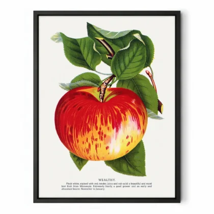 Vintage Apple Botanical Print – Wealthy Variety