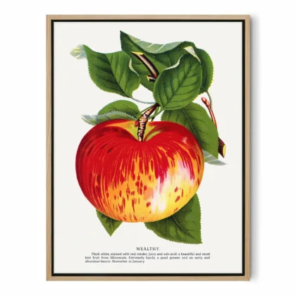 Vintage Apple Botanical Print – Wealthy Variety