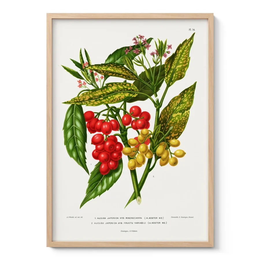 Vintage Red Berry Botanical Print by A. J. Wendel