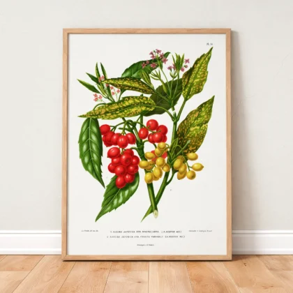 Vintage Red Berry Botanical Print by A. J. Wendel