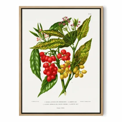 Vintage Red Berry Botanical Print by A. J. Wendel