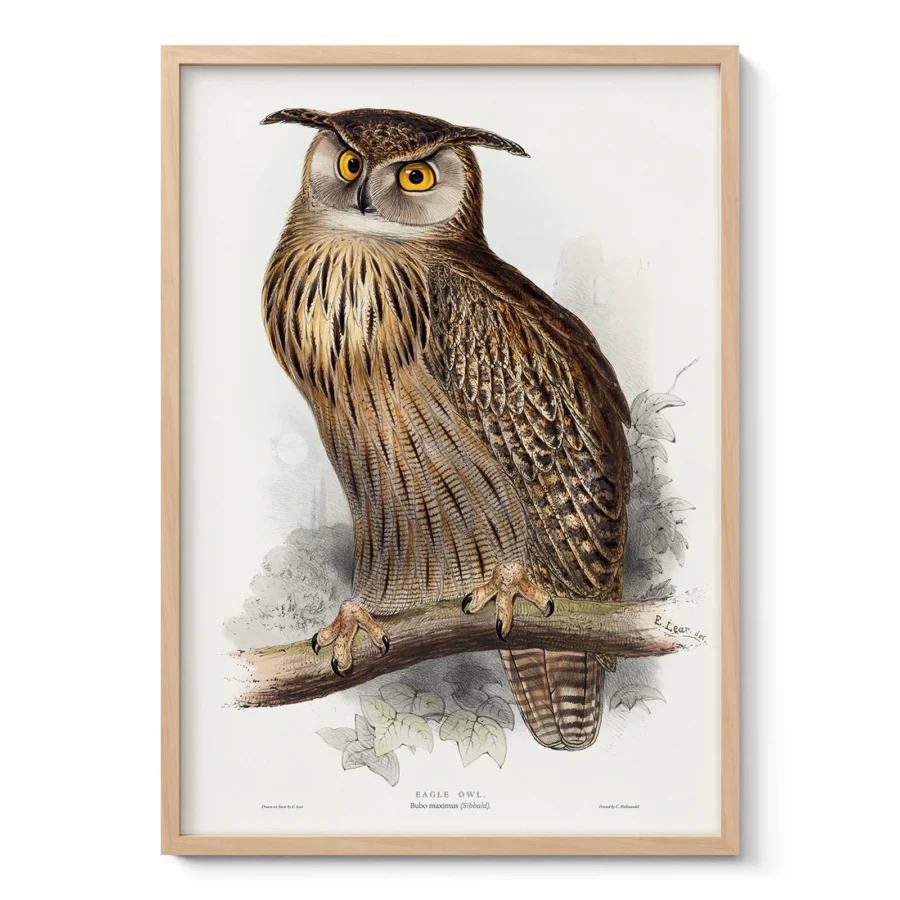 Vintage-Wandbild eines Uhus von Edward Lear