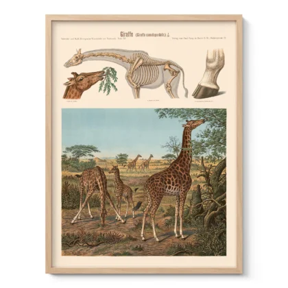 Vintage Giraffe Print – Zoological Wall Art