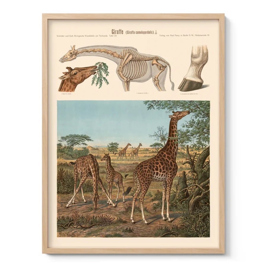 Vintage Giraffe Print – Zoological Wall Art