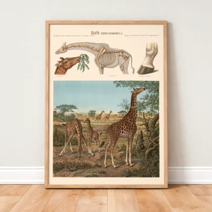 Vintage Giraffe Print – Zoological Wall Art