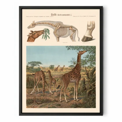 Vintage Giraffe Print – Zoological Wall Art