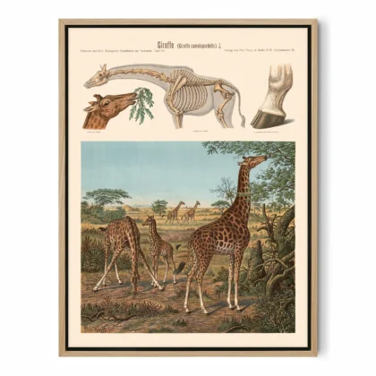 Vintage Giraffe Print – Zoological Wall Art