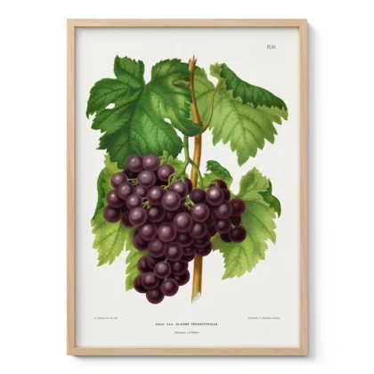 Vintage Grapes Print – Botanical Art by A. J. Wendel