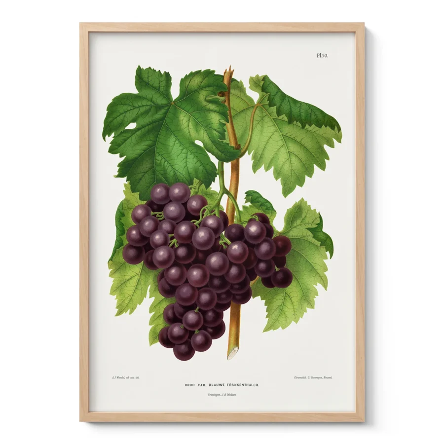 Vintage Grapes Print – Botanical Art by A. J. Wendel