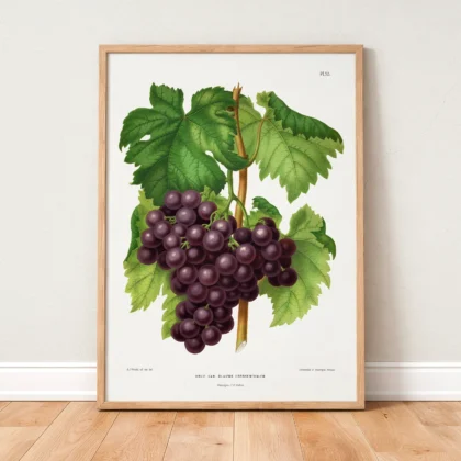 Vintage Grapes Print – Botanical Art by A. J. Wendel