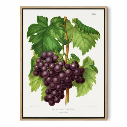 Vintage Grapes Print – Botanical Art by A. J. Wendel