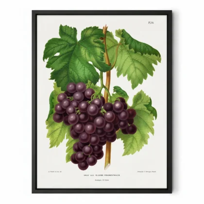 Vintage Grapes Print – Botanical Art by A. J. Wendel
