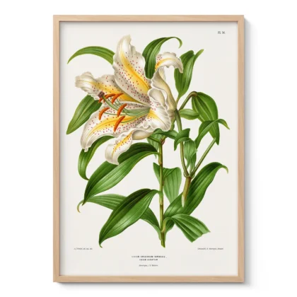 Vintage Japanese Lily Botanical Print by A. J. Wendel