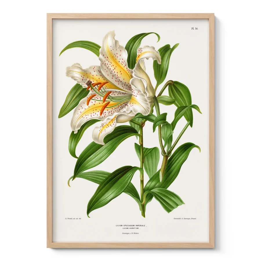 Vintage Japanese Lily Botanical Print by A. J. Wendel